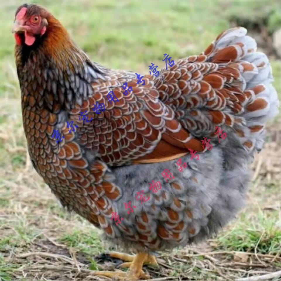 【京选推荐】新品紫怀特鸡受精蛋观赏鸡受精蛋婆罗门鸡受精蛋受精种蛋