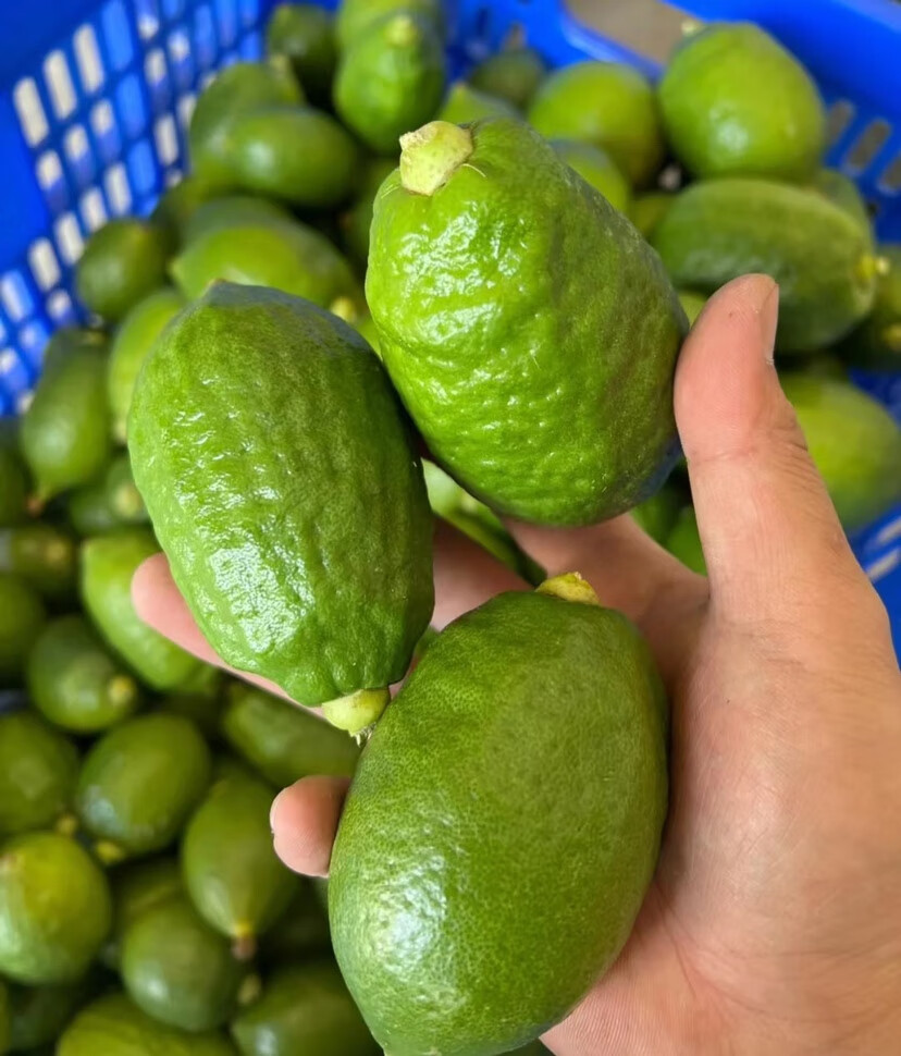 广东江门产地香水柠檬一级果新鲜现摘四季无籽奶茶店专用手打 5斤 70