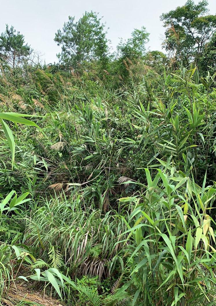 广东新鲜粽子叶野生芒叶四季叶子现摘非竹叶送绳新鲜芒粽叶300张送粽