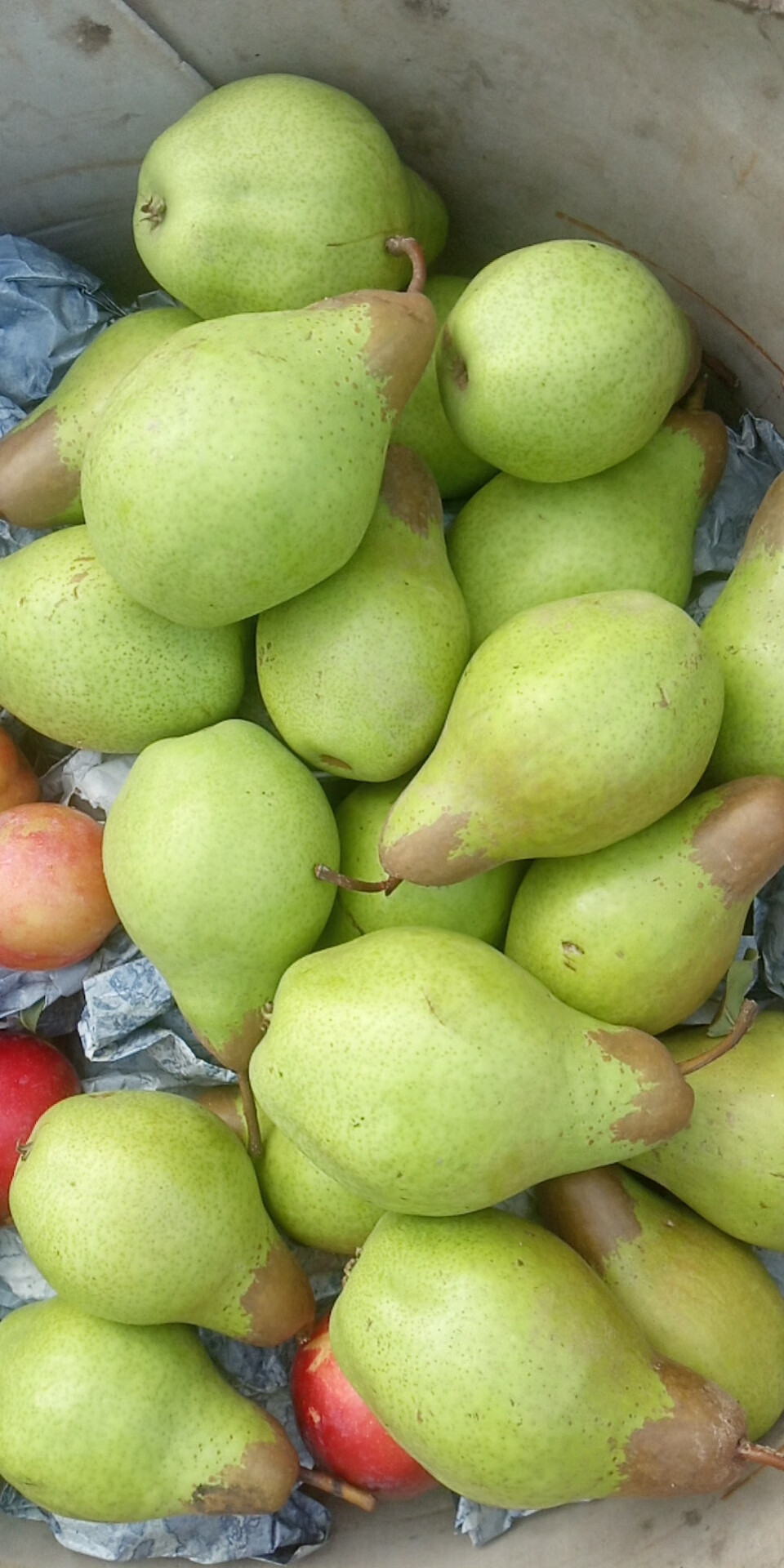 东北茄梨2斤3斤5斤装软糯大头梨不是烟台太婆梨子新鲜水果手工精选带