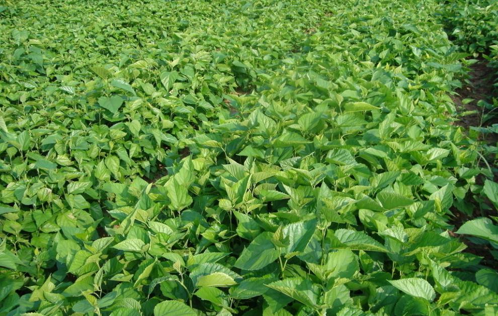 强桑一号农桑14号养蚕嫁接桑树苗饲料桑大叶子养鸡鸭兔子牛羊动物