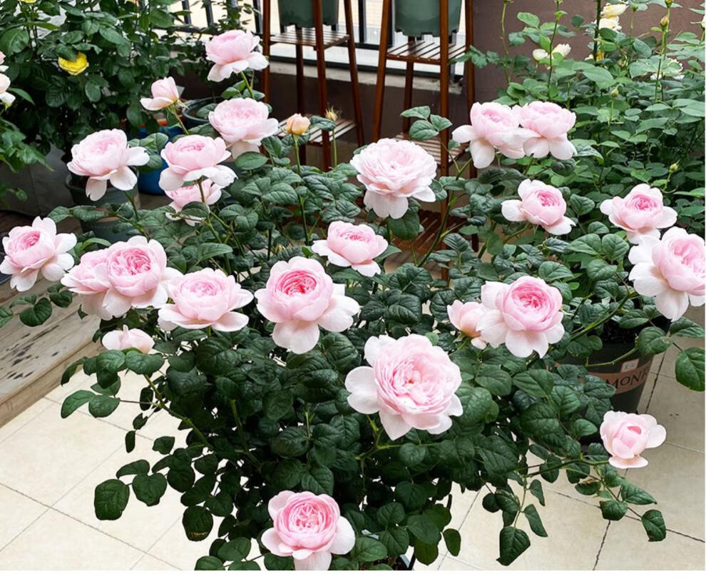 畷园瑞典女王月季大苗灌木庭院花园地栽观花绿植花卉多季开花大花浓香