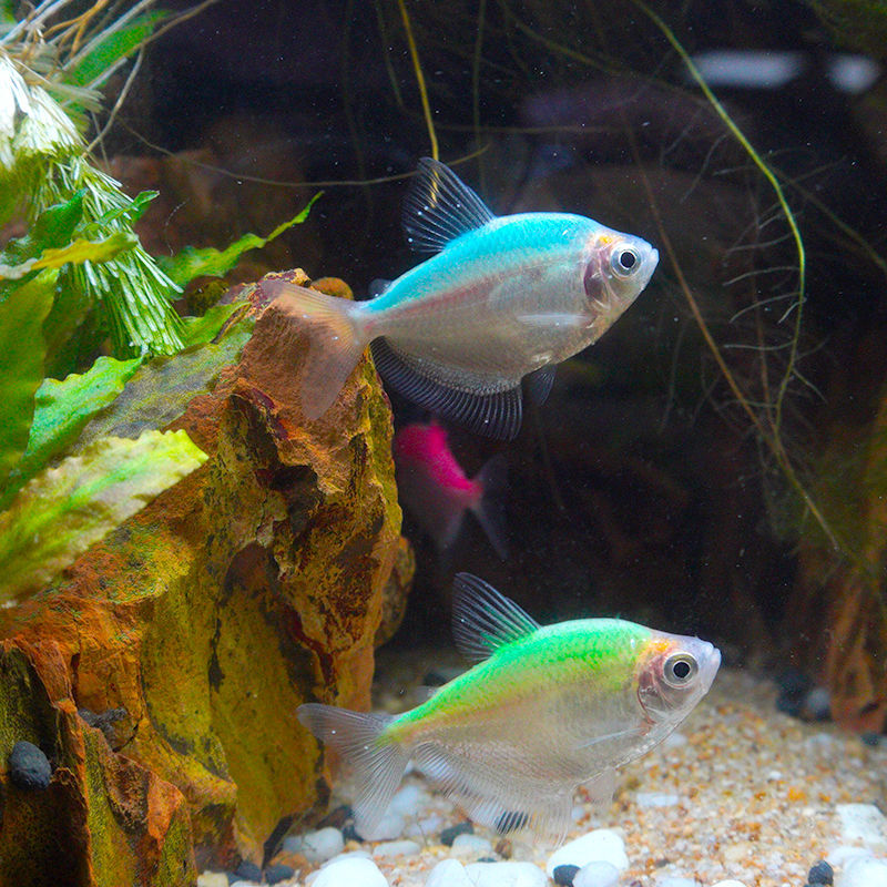 工匠头热带鱼彩群鱼观赏鱼五彩鱼淡水鱼小型鱼好养耐活草缸中型彩群鱼
