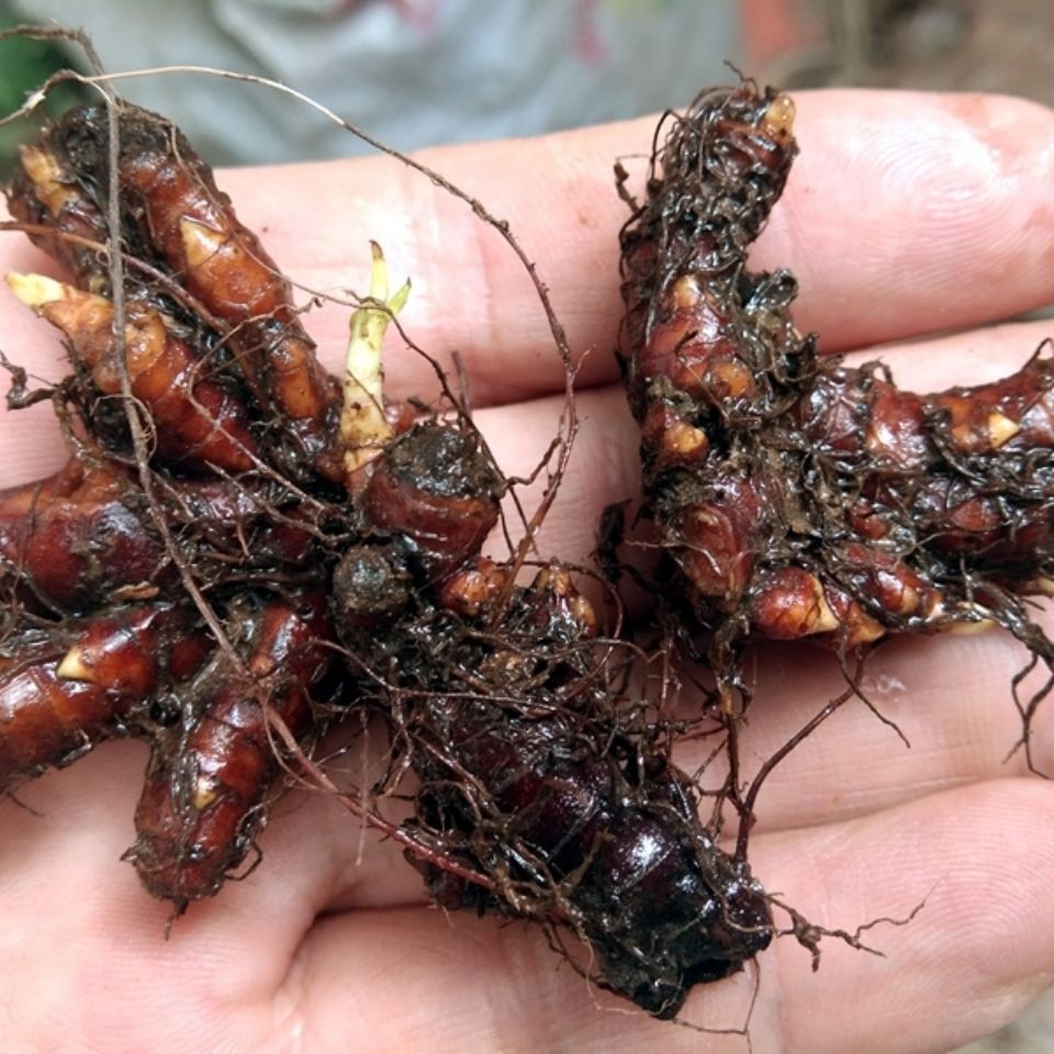 贵州新鲜花蝴蝶草药500克 中药原材料赤胫散野外生花脸荞根土竭力荞子