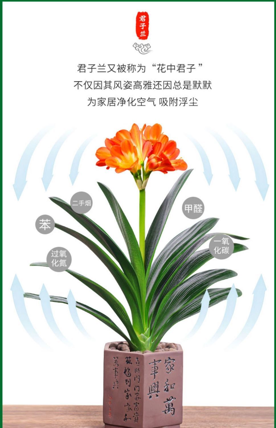 【现货现发】君子兰盆栽易养活四季常青客厅室内绿植盆景花卉 满堂红