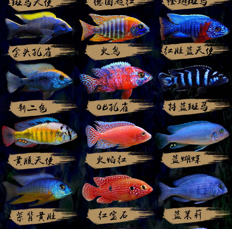 三湖慈鲷马鲷蓝阿里非洲王子热带鱼岩栖小型淡水鱼观赏鱼活体34cm血艳