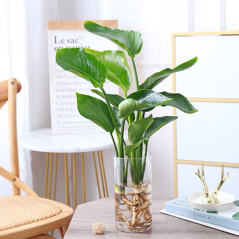 水培天堂鸟植物大绿植盆栽四季常青水养花卉鹤望兰室内阳台办公桌水培
