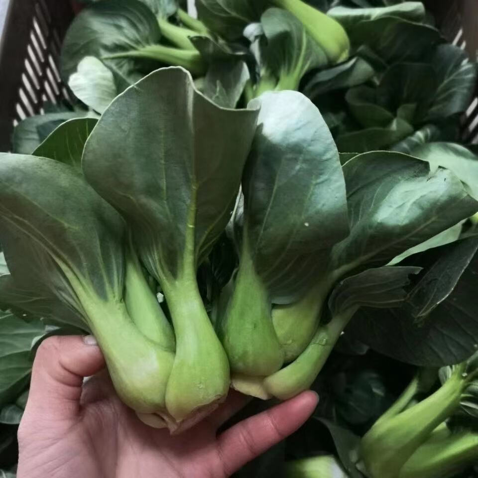 湖北云梦当季新鲜霜冻小白菜油菜上海青苏州青露天生长小青菜清甜2斤