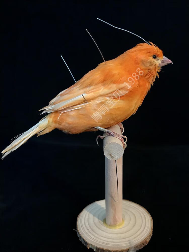 仿生鳥類標本家居擺件裝飾品鳥類標本假鳥仿真鳥小鳥鸚鵡標本牆壁掛件