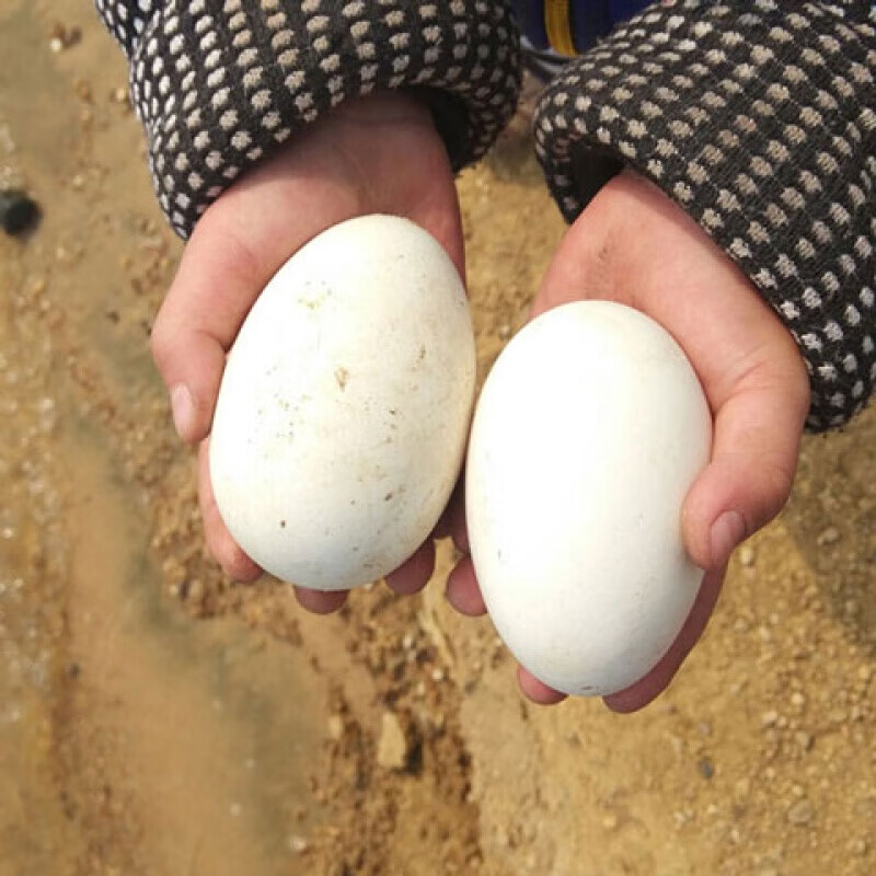 鹅蛋受精蛋种蛋可孵化农家新鲜大个土鹅蛋鹅苗160g 5件起发【图片