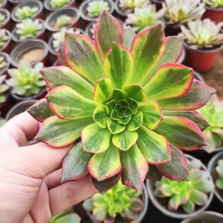 锦美杜莎红覆轮甜茶水墨画欧佳丽粉女巫法师单头多头万黄锦单头带根