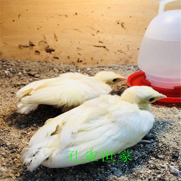 孔雀活体白孔雀幼鸟花孔雀观赏鸟活物宠物鸟全国发货一年花孔雀公母同