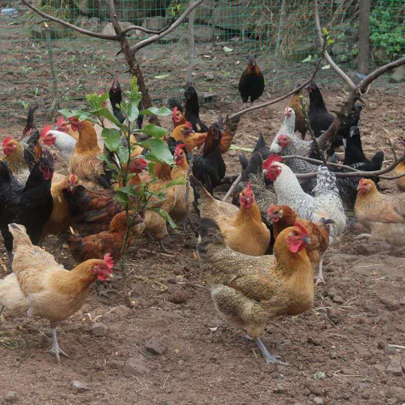 黑脚老母鸡2年黑脚土鸡正宗黄河滩散养黄油老母鸡煲汤笨鸡草鸡 德微格