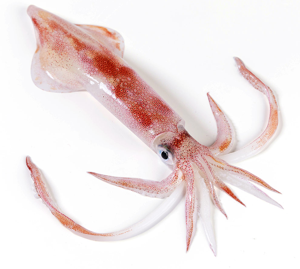 大鱿鱼东山船冻大管鱿鱼dd愚港新鲜大鱿鱼野生海钓鱿鱼冰鲜海鲜水产