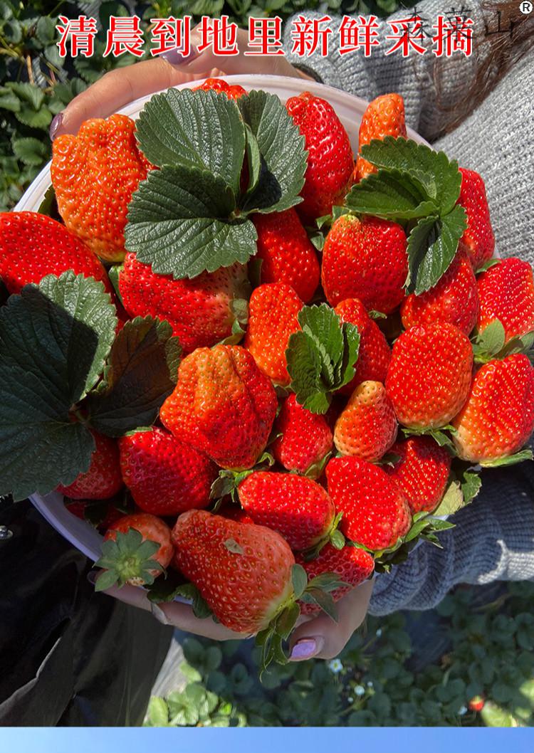 现货大凉山草莓四川德昌露天草莓水果草梅现摘新鲜红颜奶油草莓3斤中