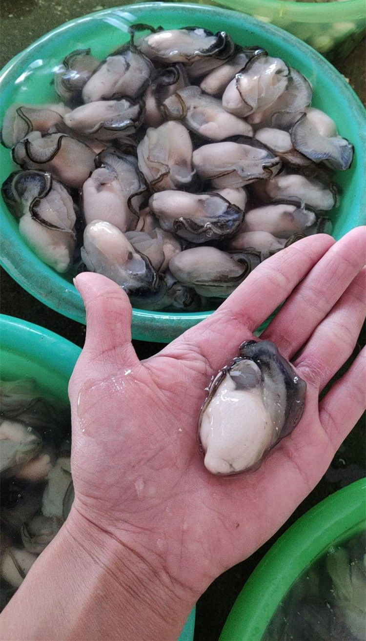 新鲜汫洲生蚝水生水产牡蛎鲜活海鲜海蛎子去壳蚝肉蚝烙蚝仔煎3斤蚝肉