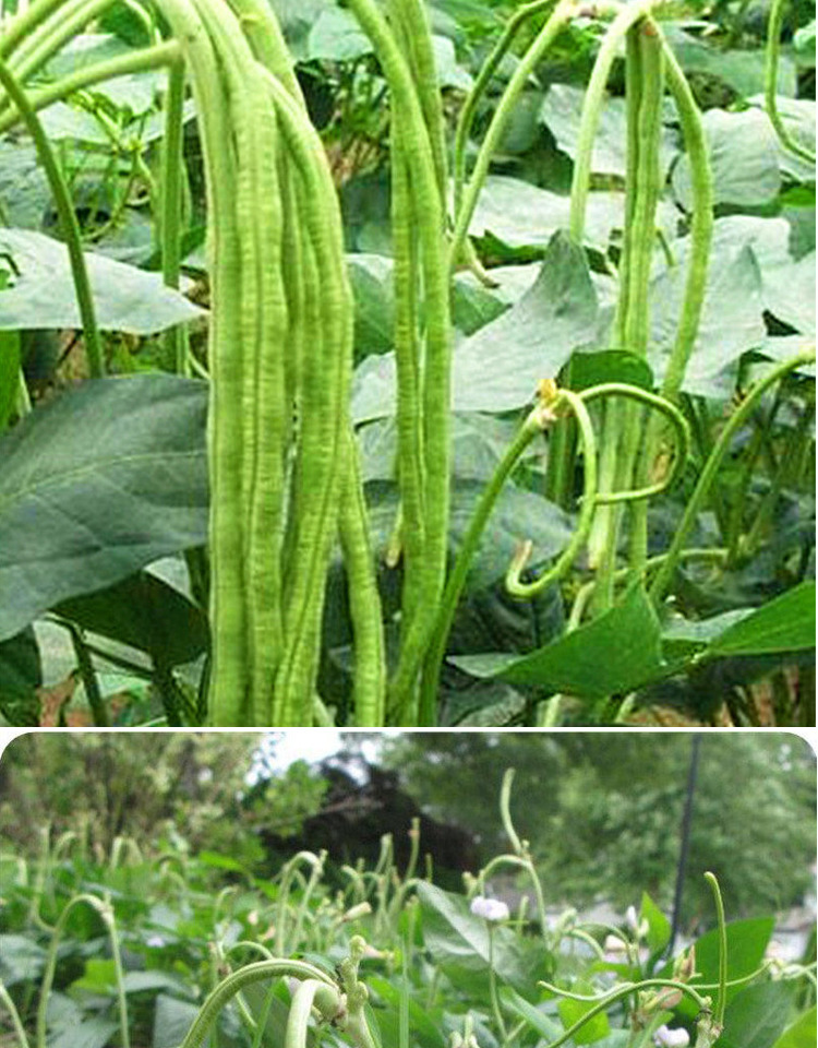 地豆种籽美国无架豆种子豇豆长豆角无筋四季豆高产四季庭院蔬菜 美国