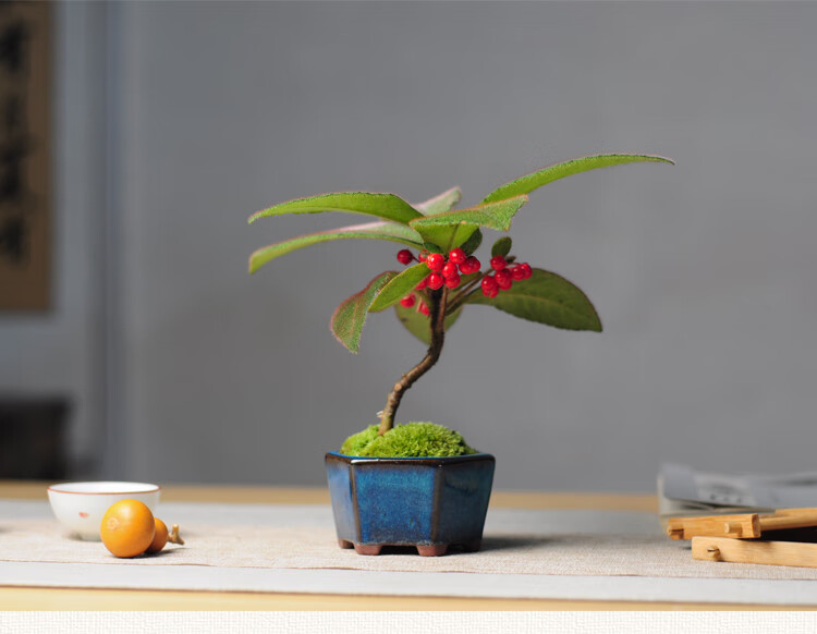 虎舌红室内盆栽植物雨林缸造景绿植桌面观叶小盆景庭院阳台果实t10