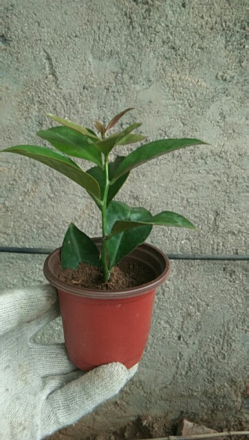 叶仙人掌 木麒麟苗 叶仙苗 嫁接蟹爪兰砧木 带育苗盆发货 叶仙高度10