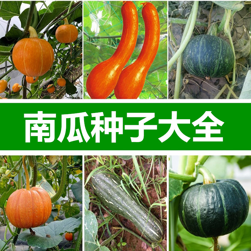 南瓜种孑大全四季播种庭院田园甜栗南瓜花面南瓜种子蔬菜瓜果种籽 新