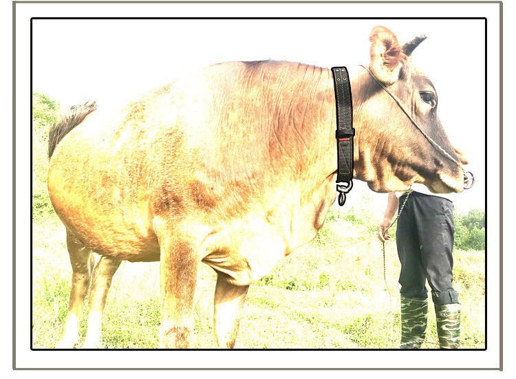 拴牛的笼头套牛项圈牛脖套畜牧养殖拴牛脖套养牛场牛专用栓牛脖套17米