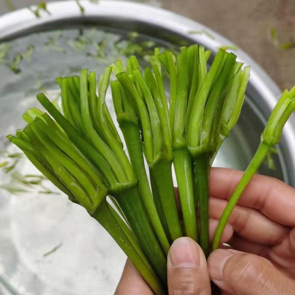 海菜,又名水性杨花!