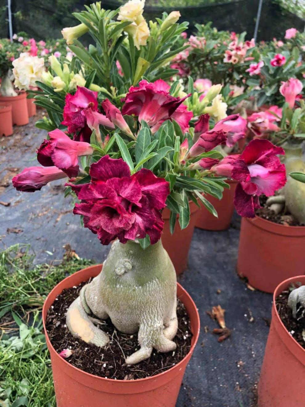 花匠汇 重瓣沙漠玫瑰花苗盆栽带花苞室内老桩四季开花多肉阳台花卉小