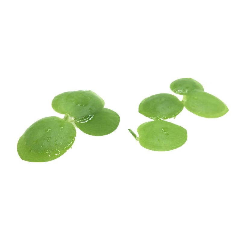 圆心萍苹果萍1朵每浮草长须大叶浮萍强力虾逗乐奇圆心萍3株