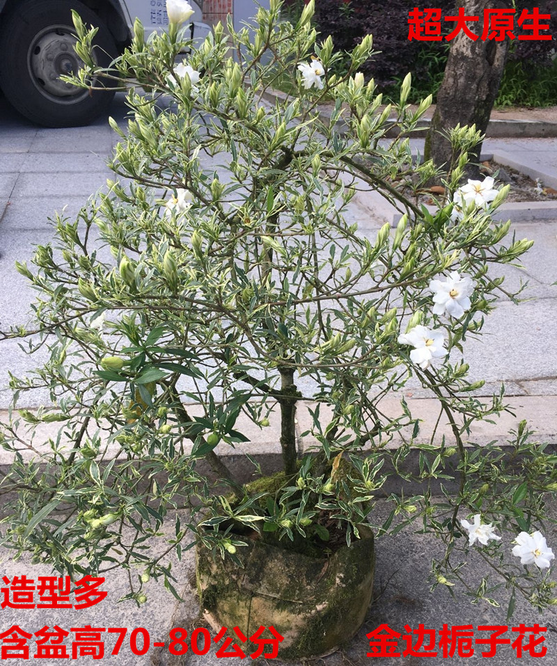 金边小叶栀子花盆栽雀舌花叶栀子花栽室内带香味花卉盆栽 ()冠幅25-30