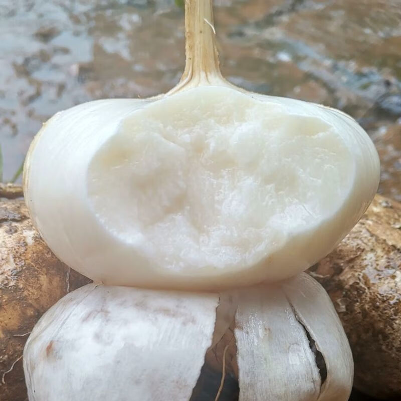 【精选果蔬】新鲜凉薯贵州现挖地瓜农家地萝卜白地瓜沙葛土瓜沙土豆薯