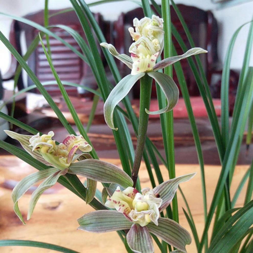 当年开花兰花苗盆栽莲瓣兰国色天香客厅绿植花卉兰花露天养殖自然老种