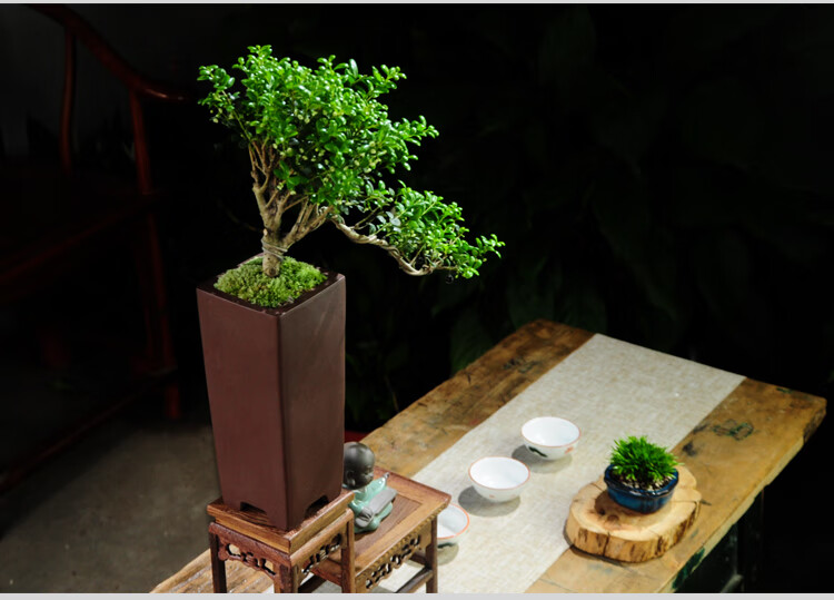 冬青造型小苗小叶老桩米叶悬崖盆景客厅阳台造景室内盆栽绿植四季