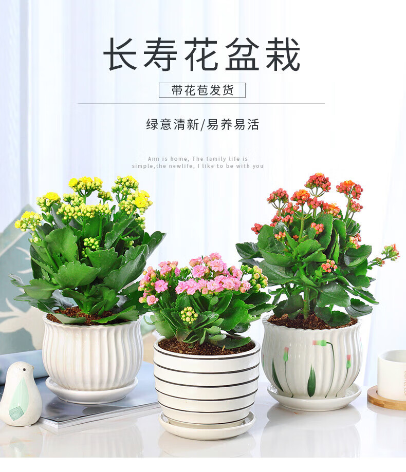 长寿花盆栽重瓣花苗大花室内绿植四季开花不断好养带花苞观花植物花卉
