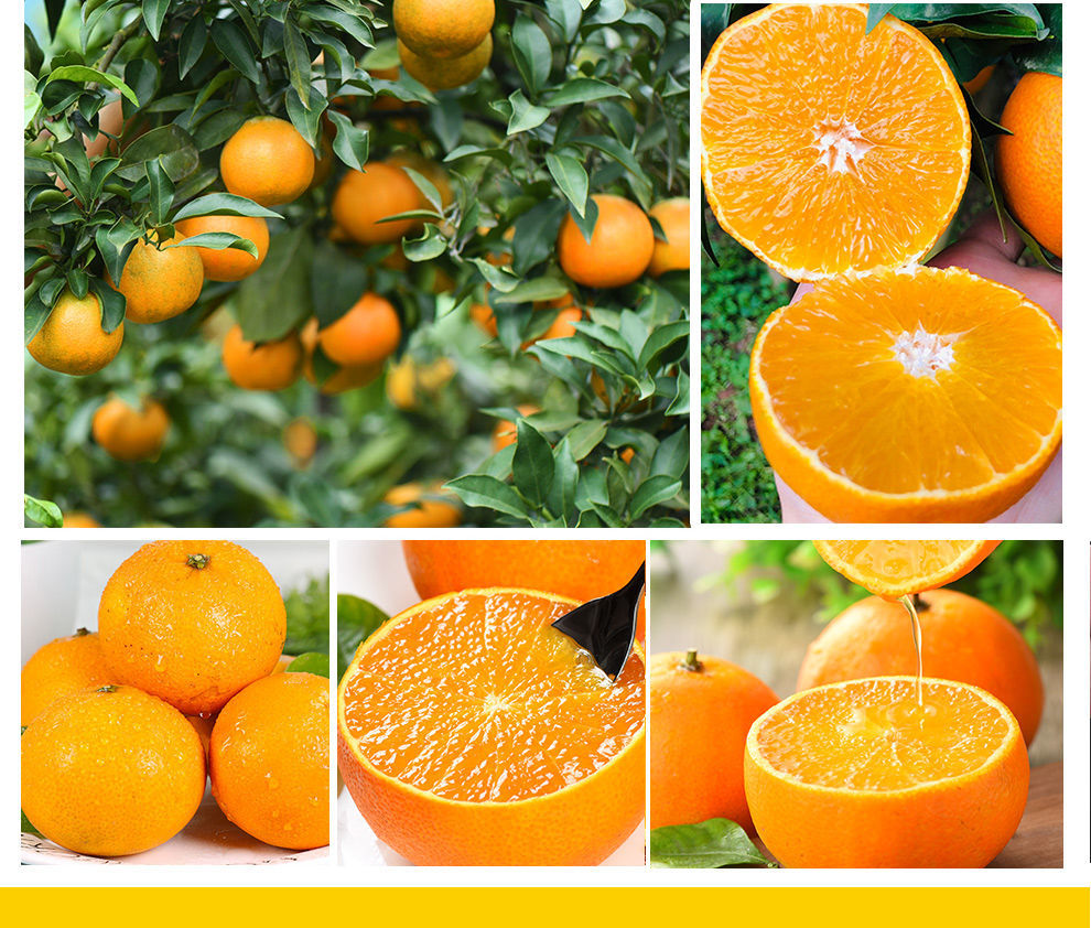 爱媛38号果冻橙新鲜大橘子新鲜时令当季水果爱媛橙爱媛果冻橙5斤8斤5