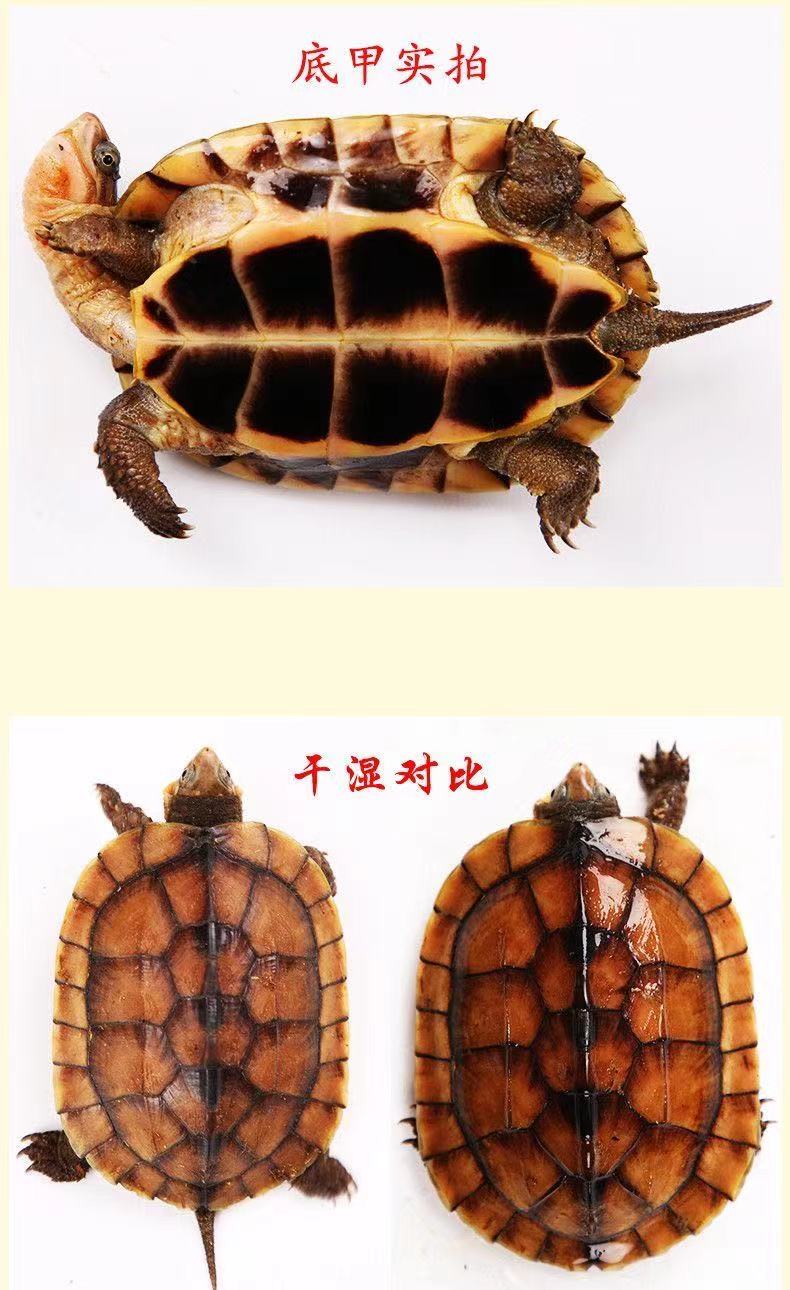 金钱龟活龟正宗越南石金钱大龟幼龟活龟纯正中华金线草龟宠物小乌龟