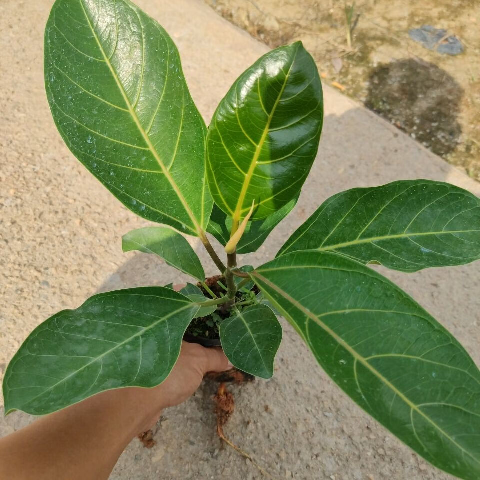 花姬 正宗高山榕树苗 大叶榕苗大青树马榕富贵庭院绿化常绿地栽植物