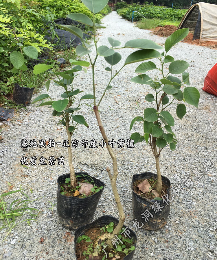 文静花坊 珍稀红木树种檀香紫檀苗 正宗印度小叶紫檀树苗 印度小叶