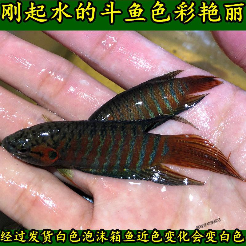 京选中国斗鱼普叉生尾斗鱼观赏鱼原生鱼冷水鱼活花手巾菩萨鱼34厘米普