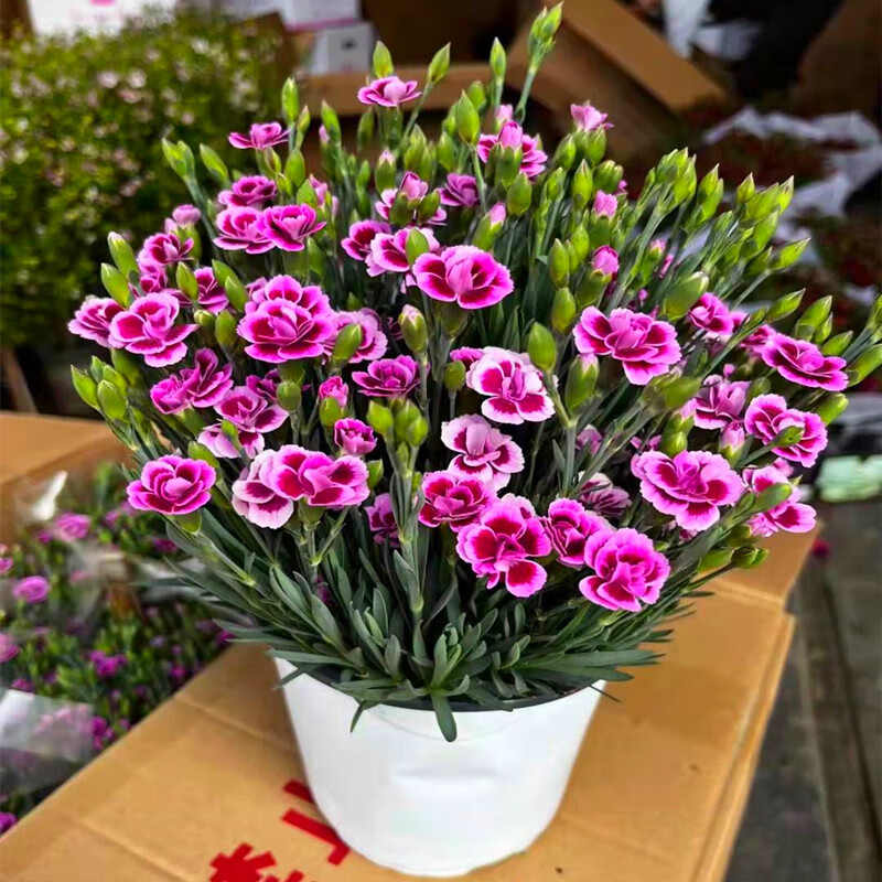 奥斯卡初吻一见钟情康乃馨石竹花盆栽苗带花苞阳台庭院四季开花 石竹