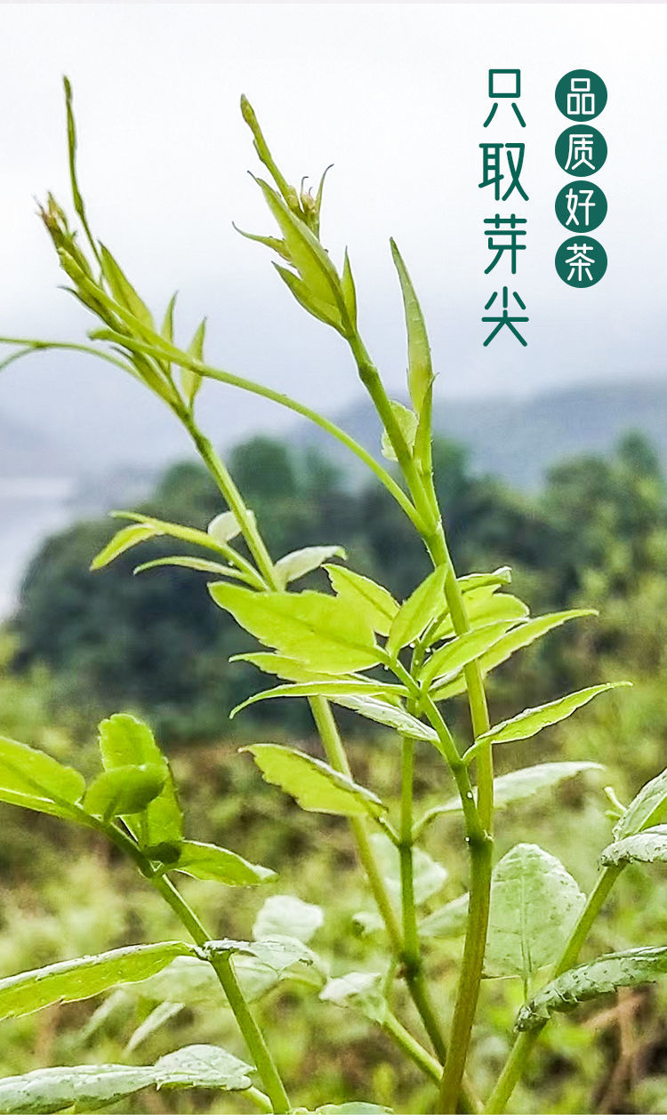 张家界莓茶咽喉茶土家龙须嫩芽尖霉茶长寿藤茶芽尖霉茶3罐180克