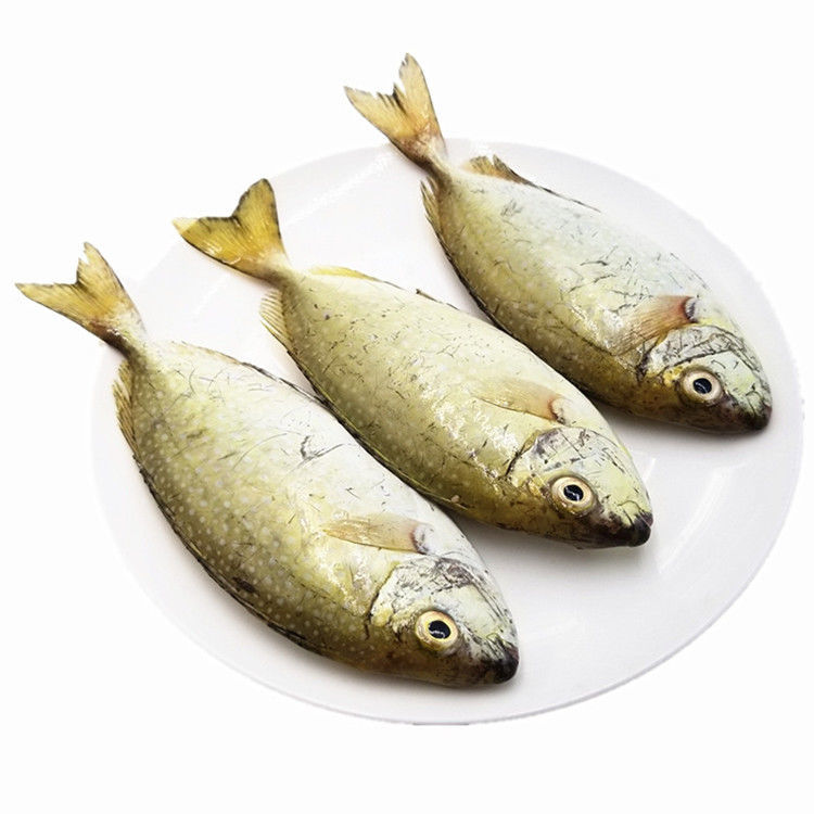 新鲜泥猛鱼3斤海鲜水产冷冻海捕1斤秋叶鱼艾鱼娘鱼篮子鱼宝宝爱吃1斤