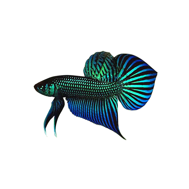 马哈彩 原斗 斗鱼 泰国斗鱼 中国斗鱼 观赏鱼 冷水鱼 小型观赏鱼 绿型