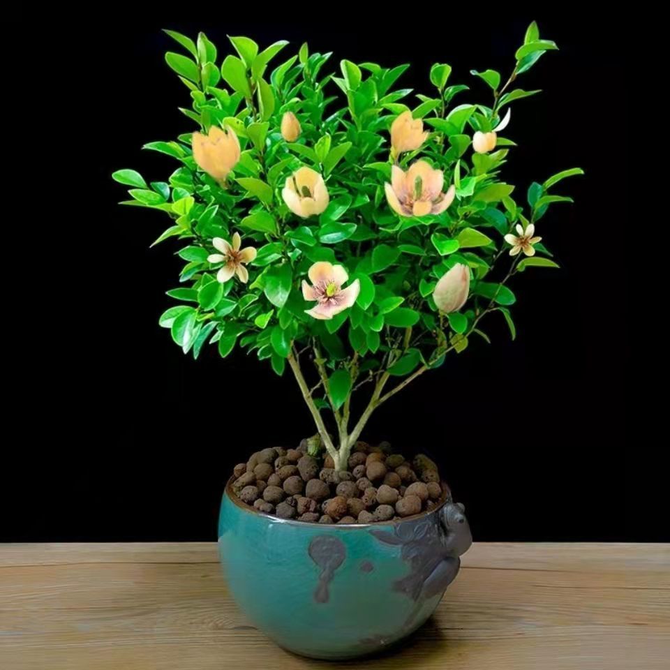 冬季新品带花苞含笑花盆栽地栽耐寒耐冻室内室外浓香型花卉易成活 混