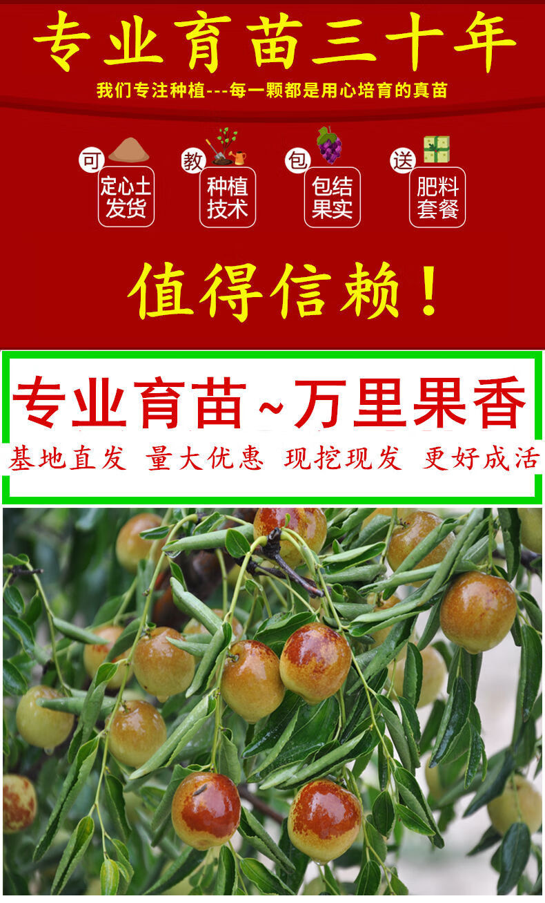 枣树嫁接技术视频播放_枣树嫁接时间和方法_嫁接枣树怎么嫁接啊