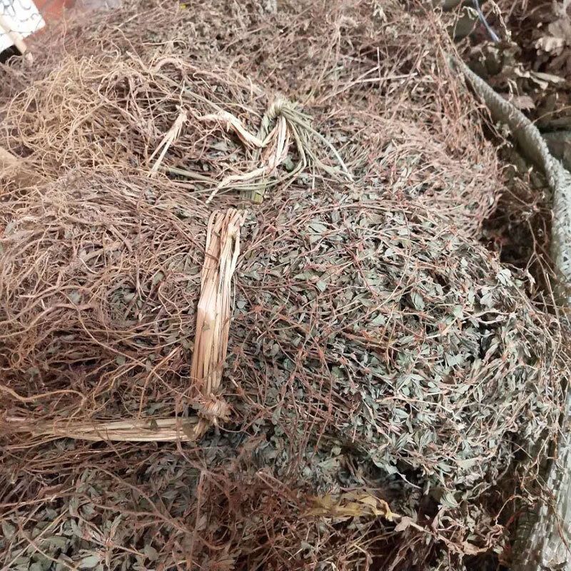 人字草三叶人字草苍蝇翅掐不齐【图片 价格 品牌 报价】-京东