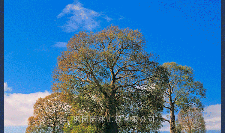 珍稀苗木名贵树苗澳州佛肚树苗昆士兰瓶树苗绿化行道景区种植昆士兰瓶