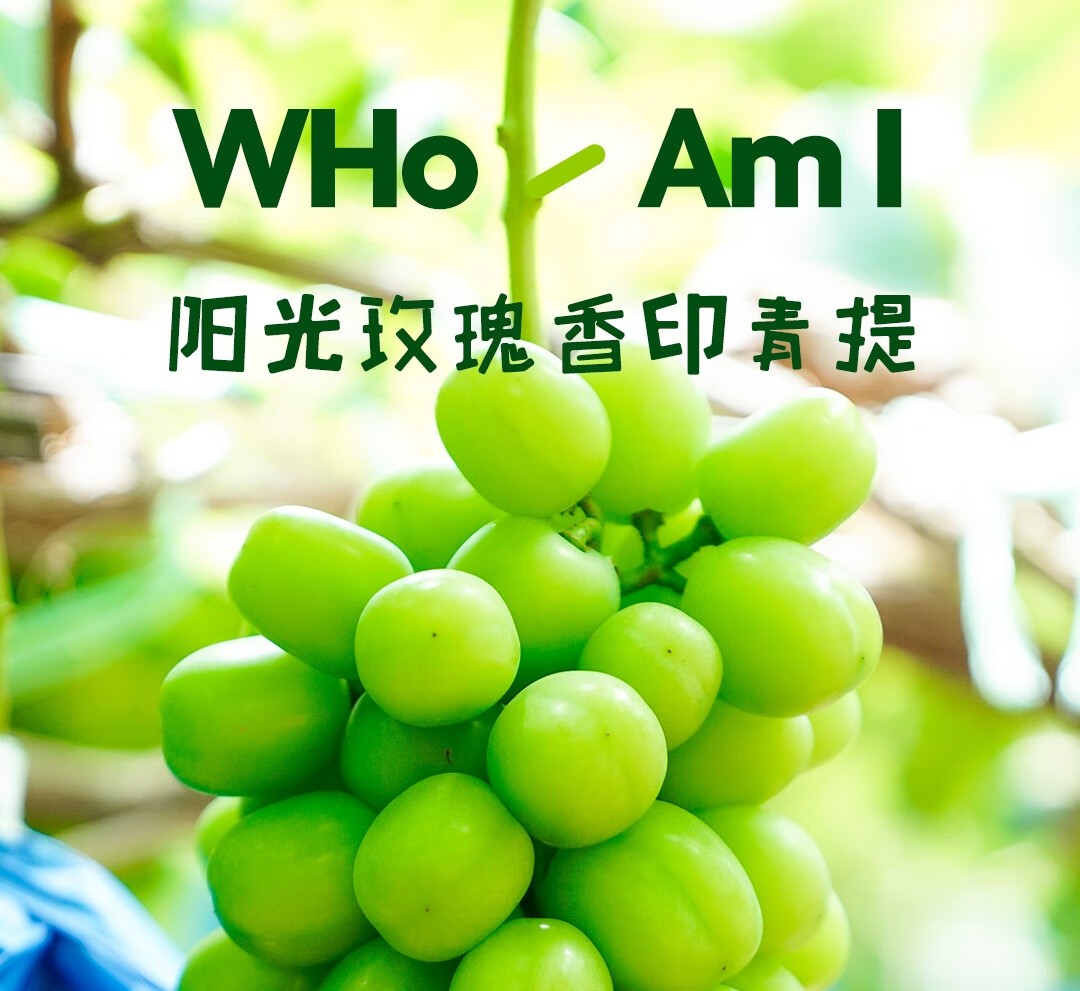 阳光玫瑰葡萄晴王青提子新鲜水果云南香印青提3斤/5