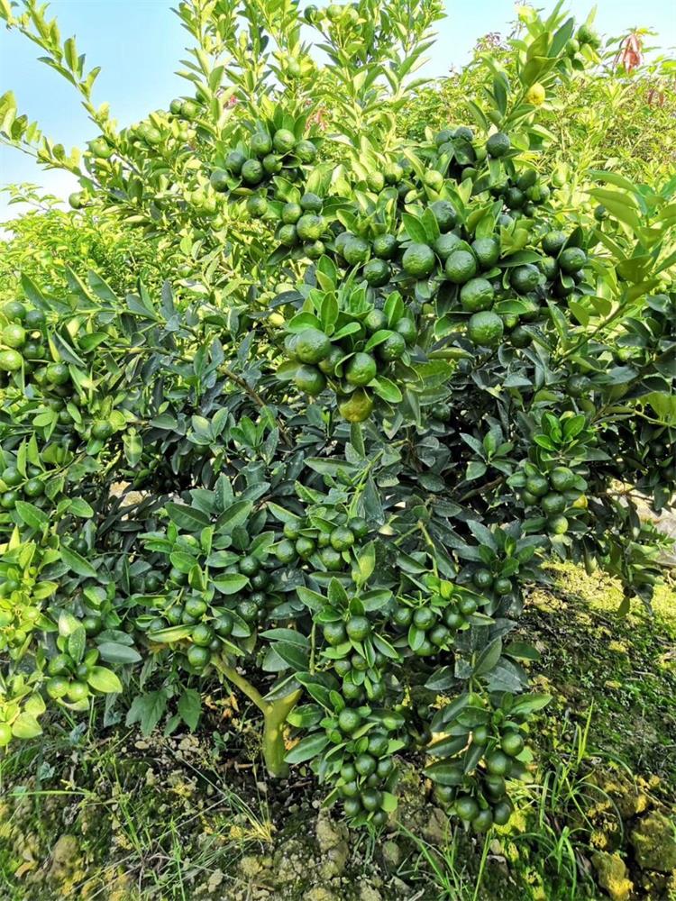 正宗四季海南青金桔树苗小青桔苗蜜桔砂糖橘柠檬树苗盆栽当年结果