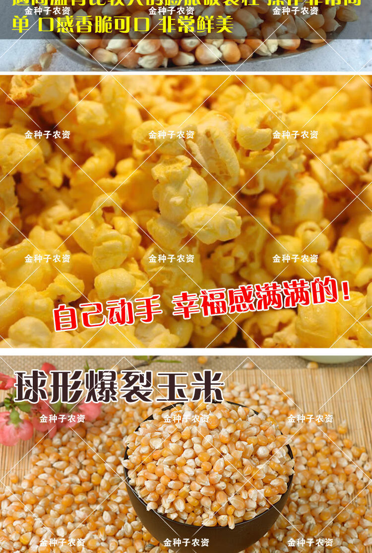 颜集卉爆裂玉米种子爆花玉米种籽爆米花球形蝶形红爆裂玉米籽大田高产