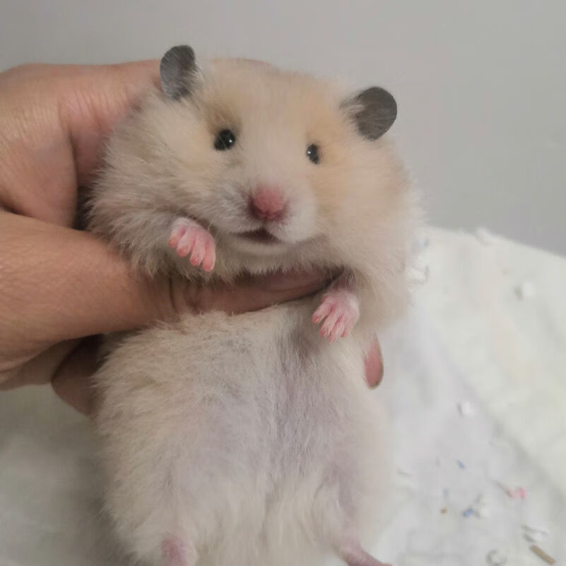 工匠头长毛家养仓鼠金丝米熊黑熊虎纹眼圈纯银白熊活泼健康可上手